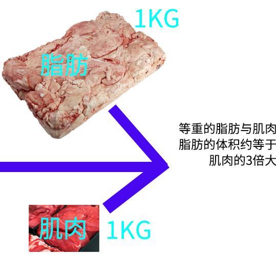 不同肌肉和脂肪组合,身材会有怎样的变化?