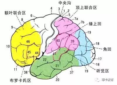 人类大脑中分管语言功能的区域叫布罗卡氏区,早起输入的语言被认为是