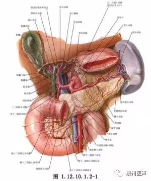 "钥匙孔"下"缉拿"胰腺肿瘤 复杂胰腺癌手术取得成功