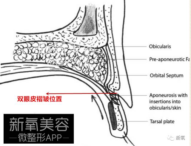 高潮的原理是什么_白带是什么图片