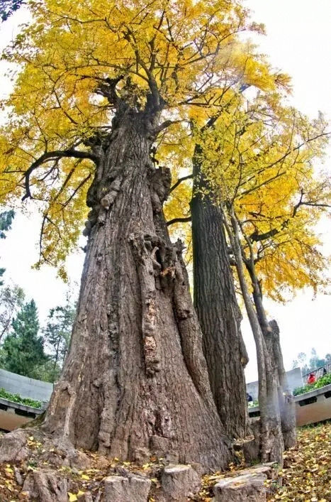 旅游 正文  黄猫银杏树是广元市最大古银杏之一,树龄已上千年,雌雄