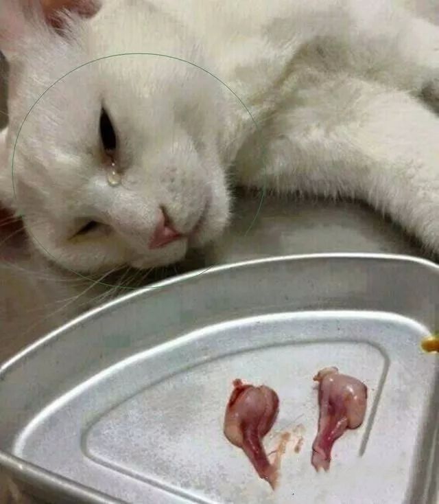 主人带猫咪去绝育猫咪看到被割下来的蛋蛋伤心欲绝