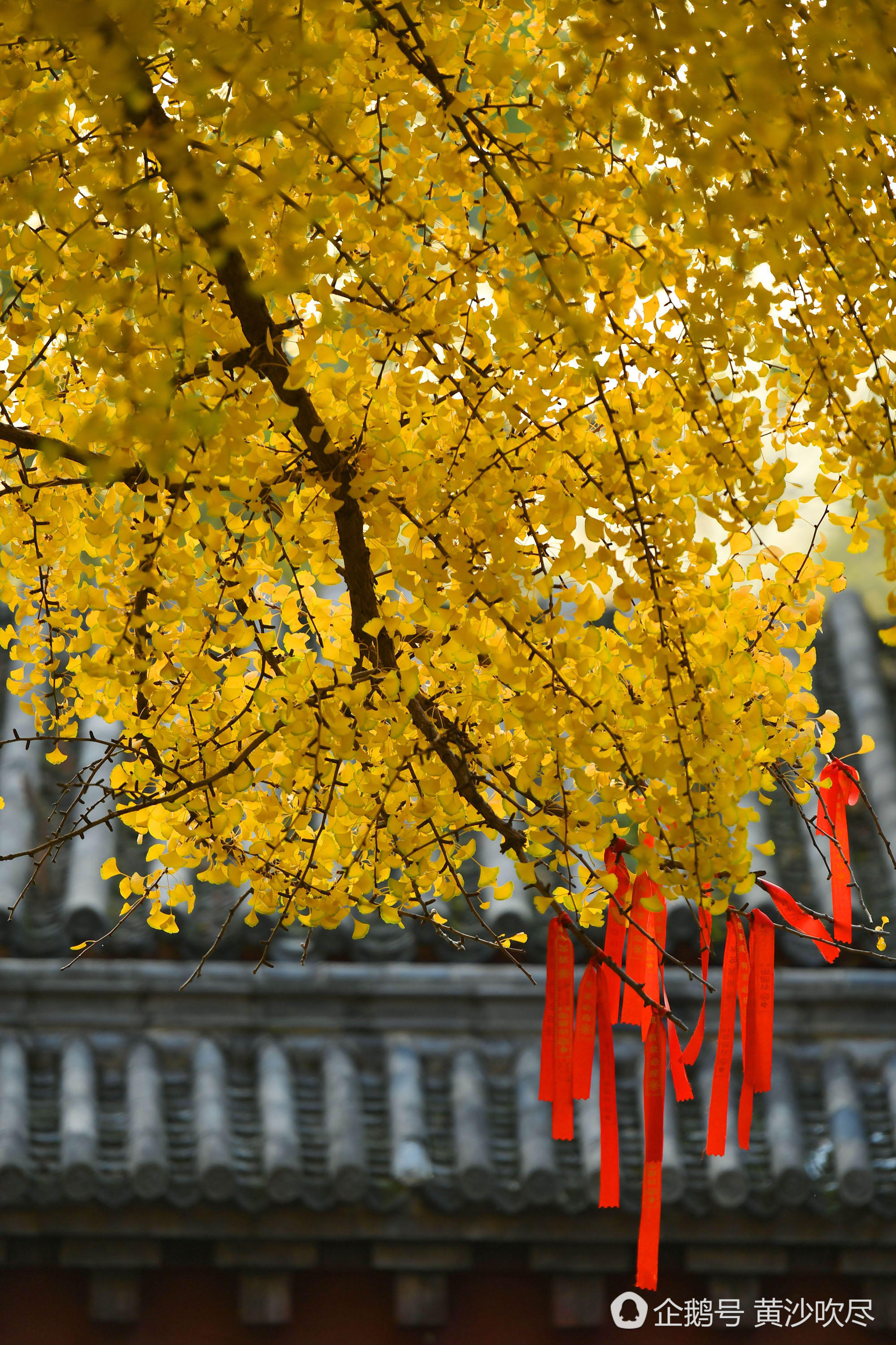 【美景】少林寺内1500岁银杏树"黄发飘零"美煞游人
