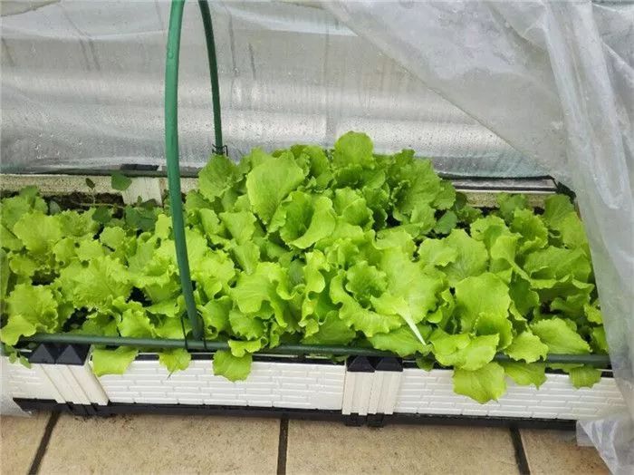 阳台种菜最重要的就是种植方法,今天小编就来教大家生菜的种植方法吧.