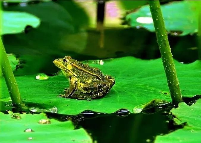 诗路花雨 | 刘:我是一只蛰居在深圳的青蛙