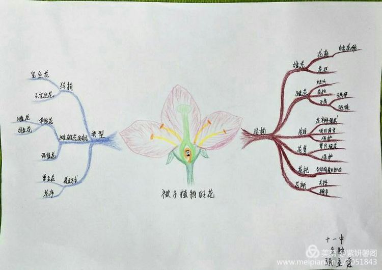 "思维导图种子教师选拔赛"德州十一中参赛听课,作品