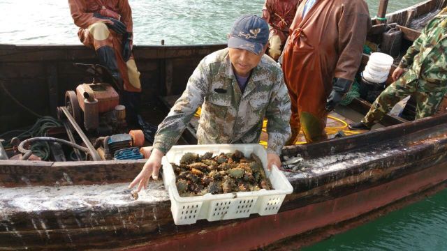 "参"情款款,海味浓浓~原生态纯野生!