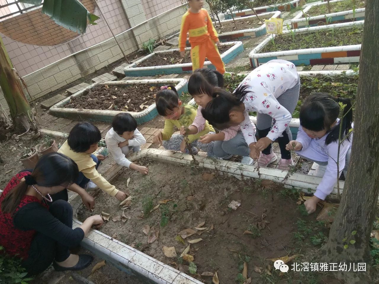 快乐种植 感受植物生长的奥妙——北滘镇雅正幼儿园