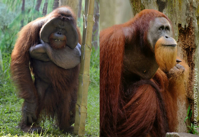 苏门答腊发现新种猩猩!等等,怎么脸平一点就不是一个物种了?