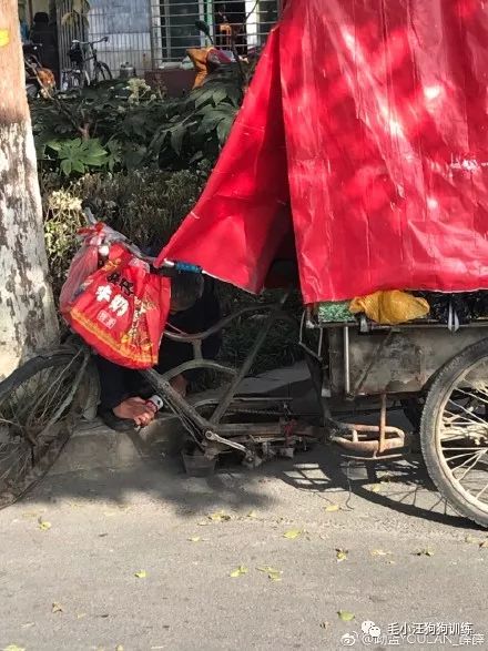 小狗吃了火腿肠怎么办