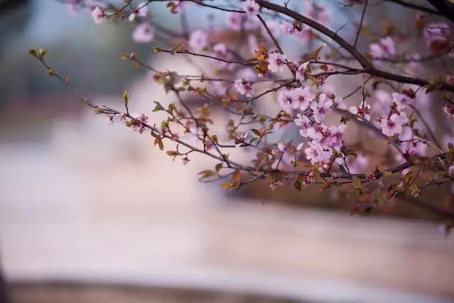 朗诵:仓央嘉措 | 陌上花,相思扣