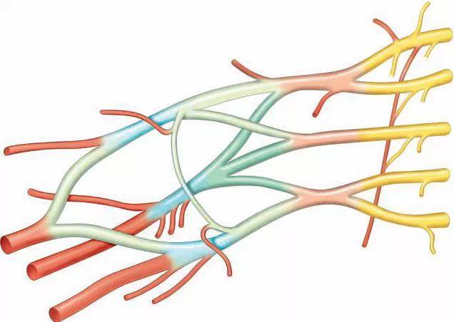 最全的神经丛及功能及臂丛的线条图解20171101中西医适宜技术