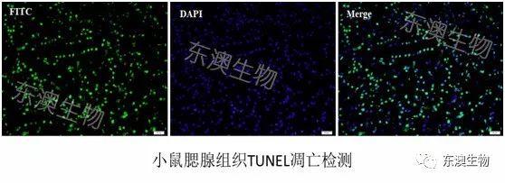 科研细胞凋亡检测实验之tunel染色
