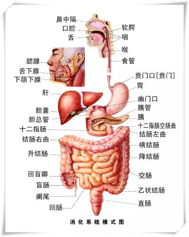 小编为各位亲支支招吧~ 一般指消化系统的胃和小肠,大肠部分.