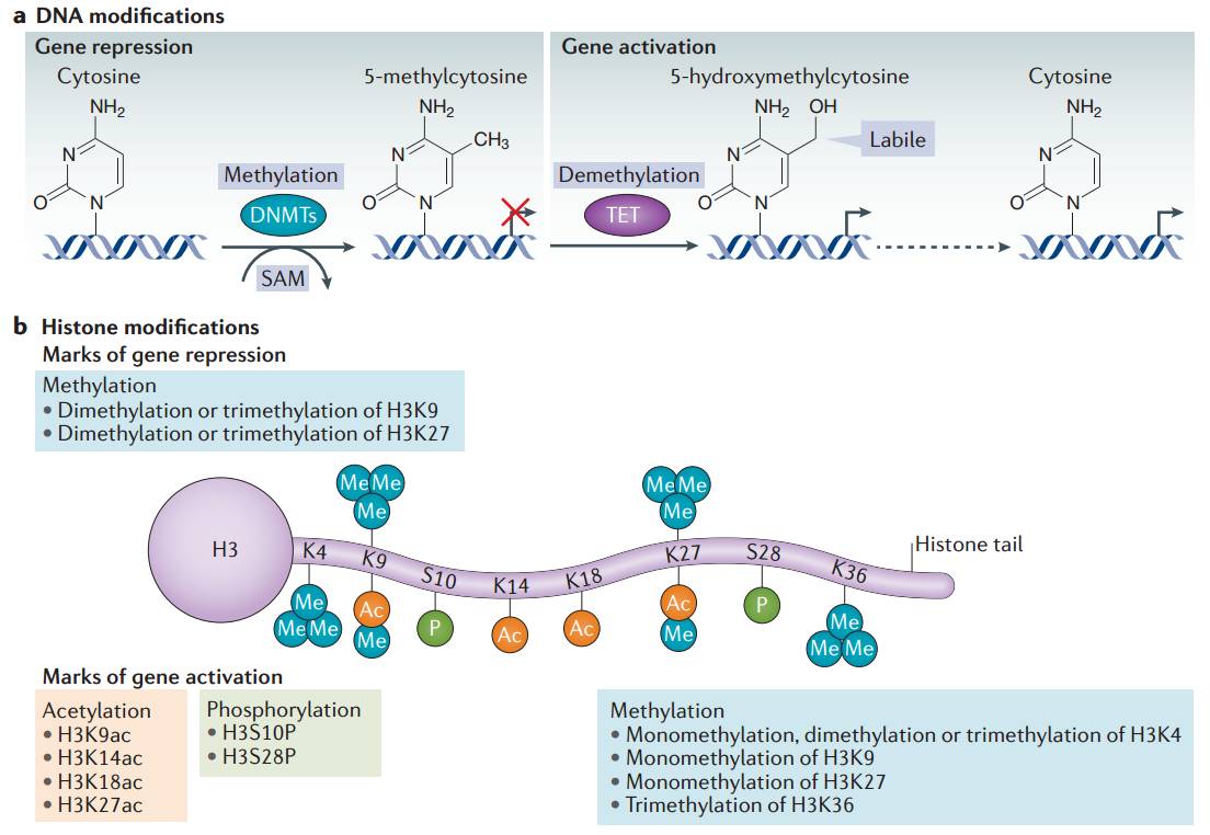 dna甲基化和表观遗传学必看的经典综述(含下载链接)