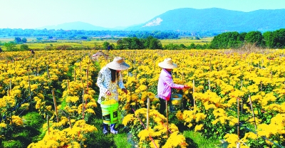 11月1日,庐江县白湖镇六岗村农民正在采摘销往东南亚市场的金丝皇菊.