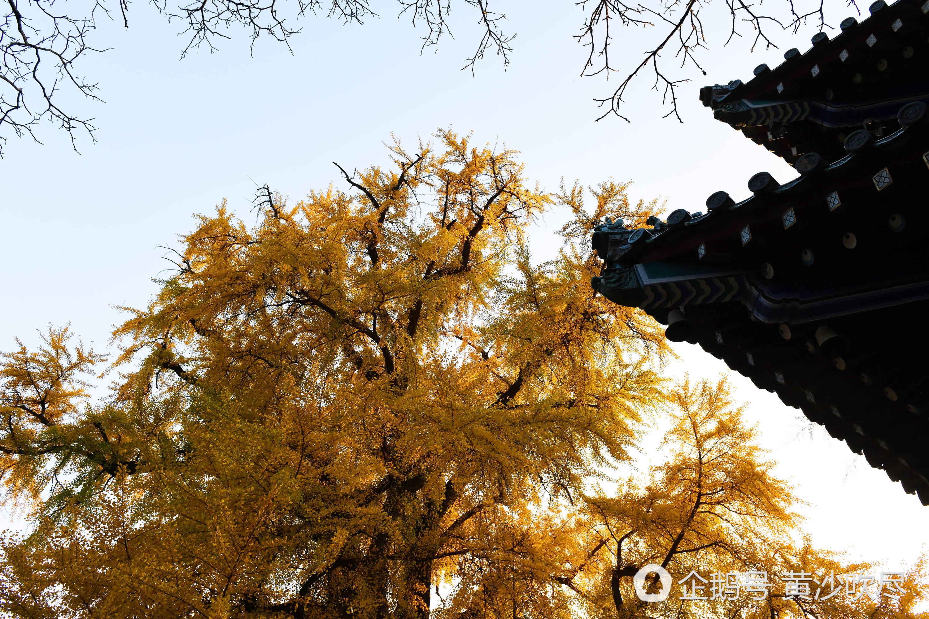 【美景】少林寺内1500岁银杏树"黄发飘零"美煞游人