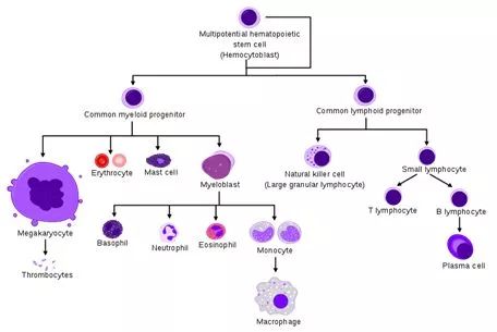 science子刊一种特定的造血干细胞亚群足以重建血液系统和免疫系统