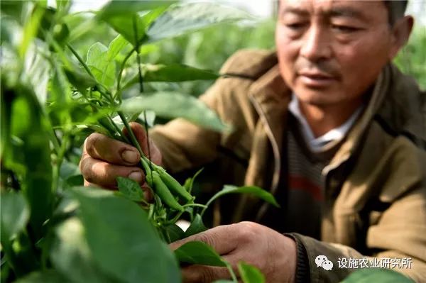 11月2日,河南省滑县慈周寨镇北李庄村村民李红标在查看大棚内辣椒的