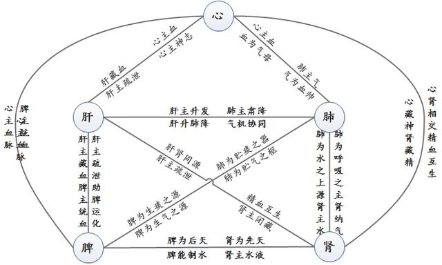 人到养生时—健康小知识(五脏六腑汇总)