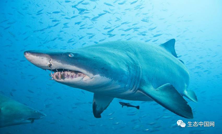 它们是鲨鱼中的"游泳冠军",难道也逃不过灭种的结局?