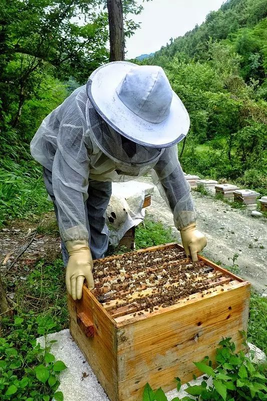 酿蜜过程横跨多个花期 而老杨和其他蜂友为了蜂蜜的品质