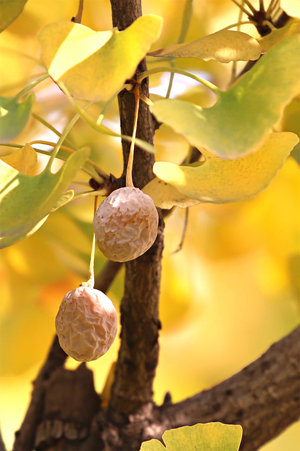 金黄色成熟的银杏树果实，原创拍摄