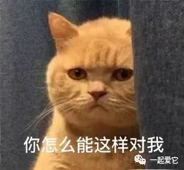 就找大猫网