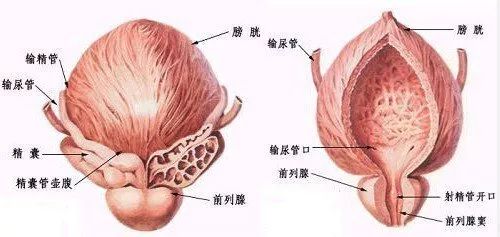 前列腺炎与前列腺增生的区别