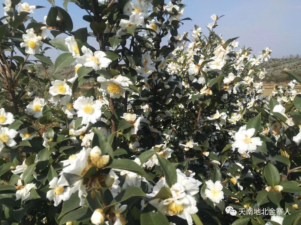 油茶花赞