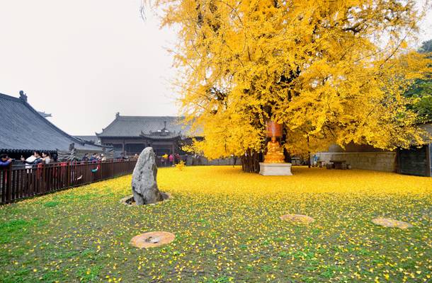 这棵千年银杏树因坐落在寺庙古刹间,更加显得神秘,威严.