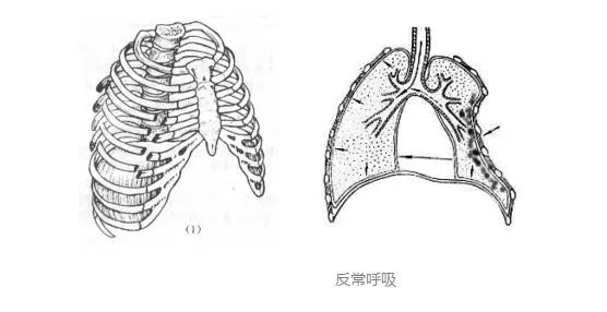 多根多处肋骨骨折使局部胸壁失去完整肋骨支撑而软化,出现反常呼吸