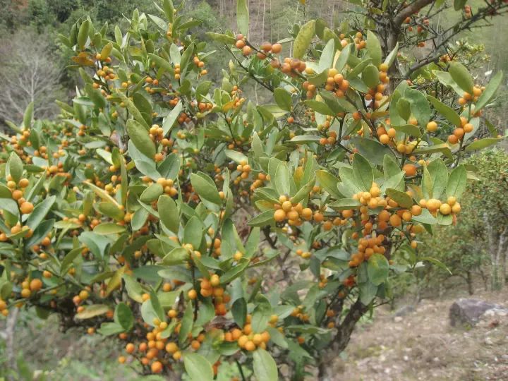 小野金桔也是浦城的野生果品,很小,还没有拇指大,味道也和广泛栽培的