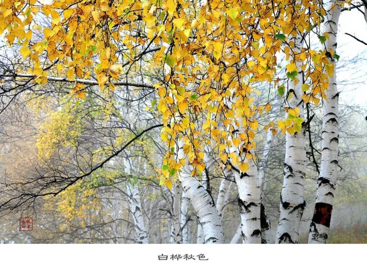 唯美赏析:走进白桦林,唯美的大自然邀你共赏金秋十月的白桦林,尽显