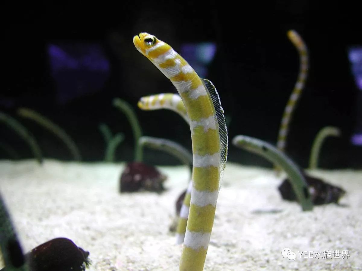 在国内外一些大型水族馆中,你经常能见到一个铺满厚厚一层白沙的海水