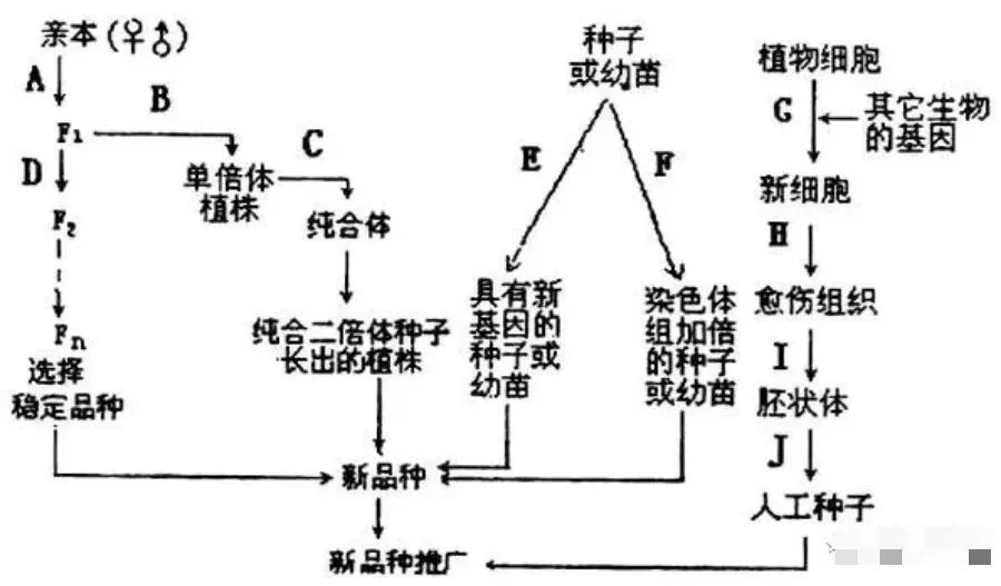 体育运动技能形成原理什么分化_彩虹形成的原理是什么(2)