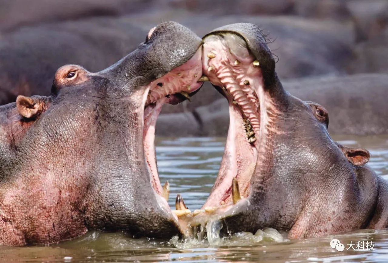 世界上最多牙齿的动物是什么？ 世界上牙齿数量前十的动物排名 | 说明书网