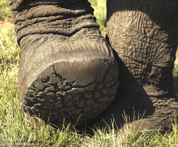 动物占领了这些脚印 他们为什么会喜欢在脚印里生活 可能是因为大象