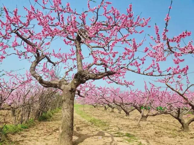 渭南映像:临潼十里桃花香,不负如来不负卿