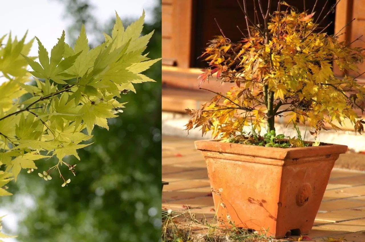 这就是 橙之梦 acer palmatum "orange dream".