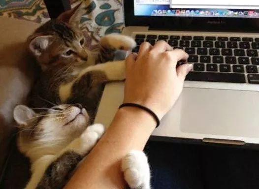 周末你还在玩电脑 你的猫都不要了是么?