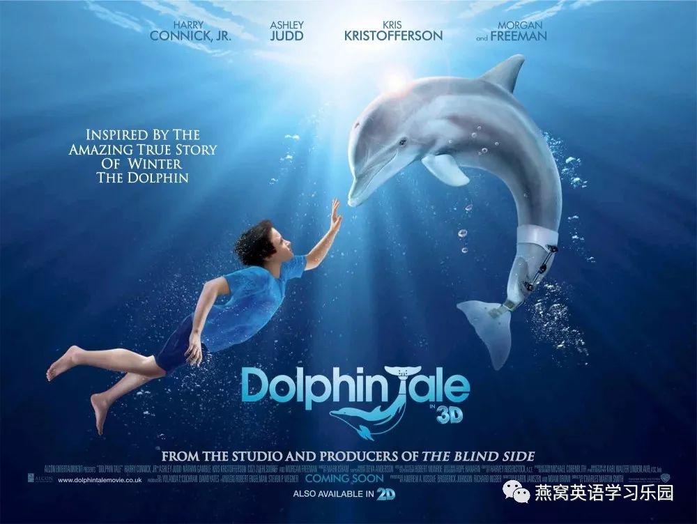 海豚的故事: dolphin tale