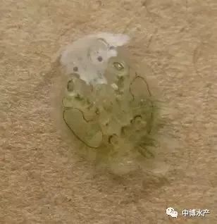 鱼虱背面观