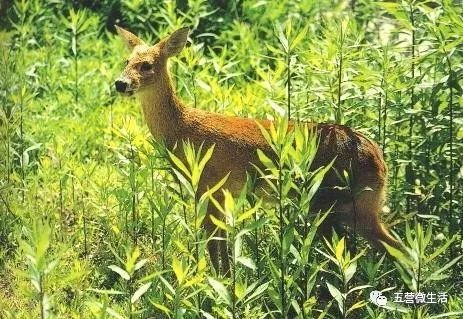 獐子水貂水獭獾子马鹿毛毛狗野猪黑熊(黑瞎子)狍子飞龙(树鸡)(沙半斤)