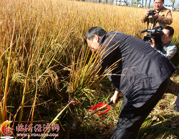 郯城县归昌乡首届姜湖贡米廪食节成功举办