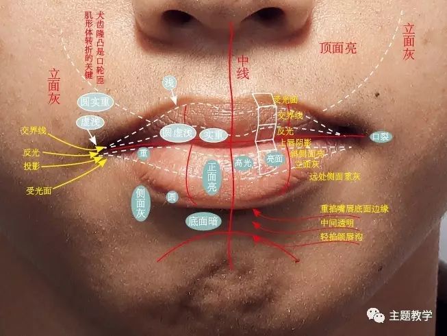 嘴部骨骼和肌肉示意图下面有一个大的沟槽,称为颏唇沟,是下唇结构