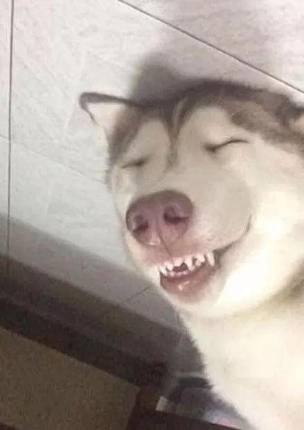 这只狗睡觉的表情可以说是非常爆笑了._搜狐搞笑