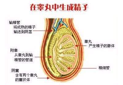 不止输卵管会堵,输精管也能堵!"无精症"多是输精管被堵了