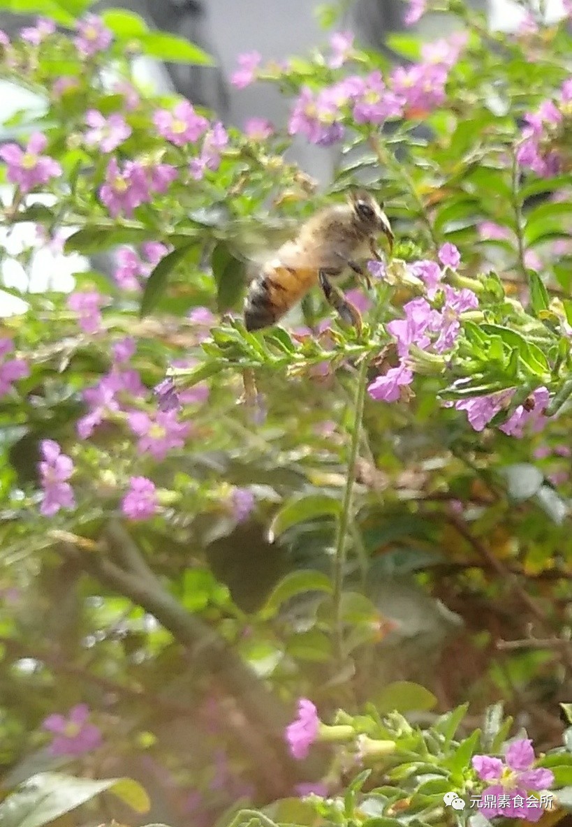 迷迭香芋艿 还亮草 小蜜蜂飞来了