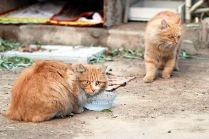 在冬天,十只流浪猫中会有六只死掉.